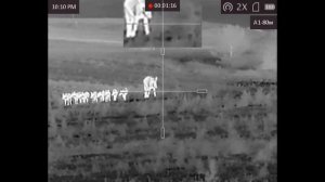 Как НЕ нужно подходить к кабанам)