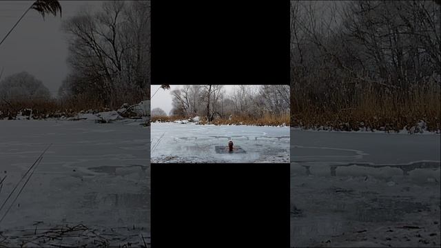 Моржевание, Закаливание #shorts
