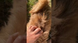 Красавчик Афоня! Выщипывать или стричь норвичей?