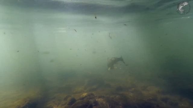 Handmade Spoon Lure & Brown  Trout- Trout Fishing-Forellenangeln-Рыбалка на форель.