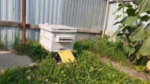 Облёт молодой пчелы , карпатка . Южный Урал