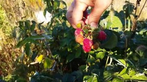 Малина ремонтантная, сорта Зева.