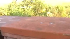 Пасека Манаева