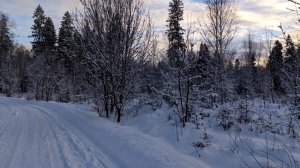 через лес к свету