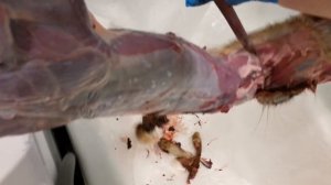 Как разделать ЗАЙЦА в домашних условиях!!!