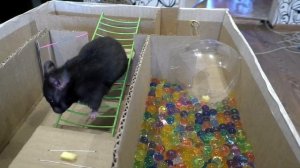 maze for hamsters 2 ЭТАЖА лабиринт с хомячками.