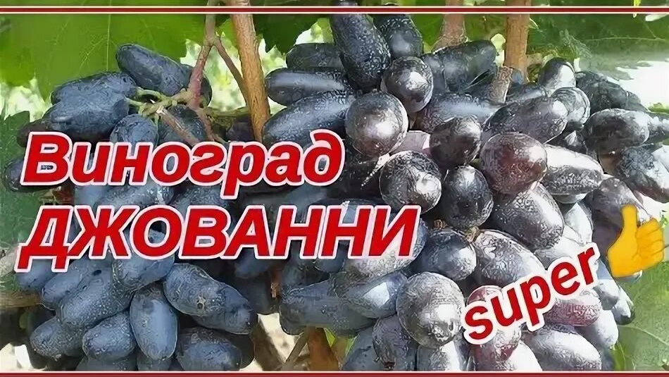 Виноград  Г/Ф Джованни