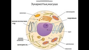 Биология 8-сынып.Жасуша.Прокариот және эукариот жасушалары