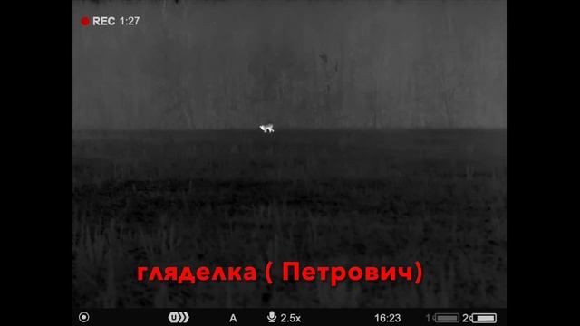 Косуля с подхода