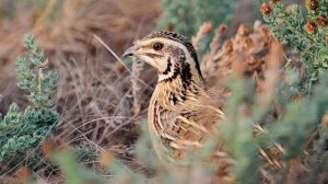 Перапёлочка & Песняры