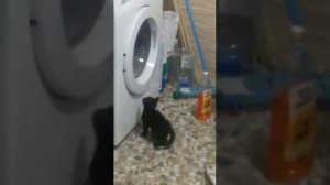 Моя кошка любит смотреть телевизор и стиральную машинку