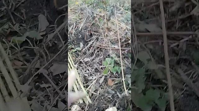 04.11.2024 Топинамбур Интерес