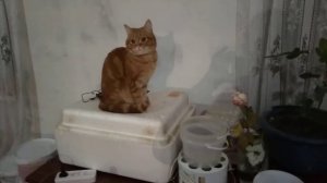 Самый лучший определитель скорого вывода птицы в инкубаторе Несушка .