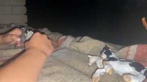 Новые лошади 1 серия/ сериал лошади шляйх/ фигурки лошадей/сериал шляйх/сериал лошади под дождем✨