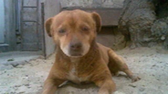 Собака бывает кусачей. ( Max poyot ) - АзиК смотреть онлайн