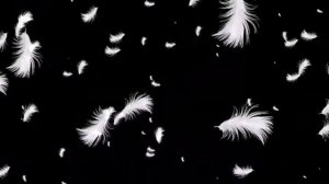 ФУТАЖ   ПЕРЬЯ ЛЕТЯТ