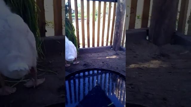 Содержание гусей без выгула...