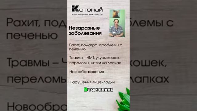 Что делать, если вашего попугая укусила кошка_