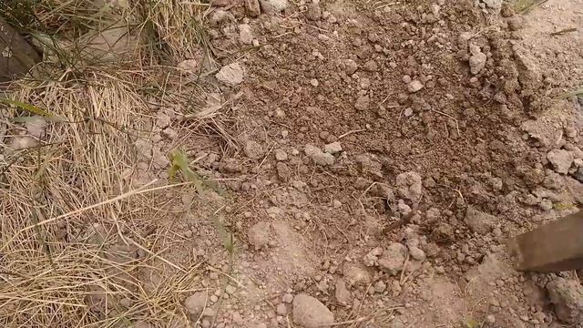 Розкриття винограду. Виноград 2020