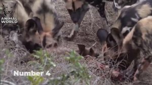 8 Brutal Eating Preys Alive Moments Of Wild Dog Pack | Animal World