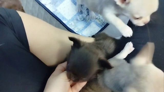 Малыши чихуахуа. Стоимость деток #чихуахуа. Питомник собак чихуахуа ArtaDogsa+79616914125