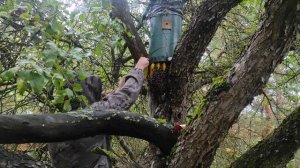 Роеловство. Сентябрьский поздний рой заселившийся под ловушкой снимаю и перевожу на пасеку. #рой