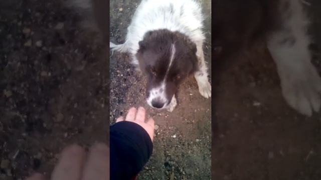 Самое смешное видео про сабак смотреть онлайн