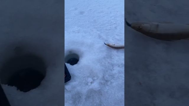 Зачётная Рыбалка на Судака! Подход и поклёвка! Блесна Синий прыщ в деле! #судакзимой #судак смотреть онлайн