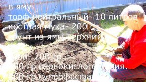 Как посадить персик правильно / Правила посадки саженцев.