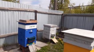 Бурное развитие пчёл в холодном мае в Челябинской области