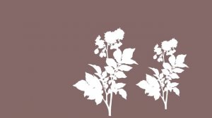 История повседневности： адский корнеплод и картофельные бунты в России. [DWmJscua8_M]