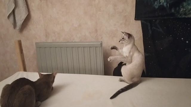Котёнок ориентал. Ориентал играет. Ориентальные кошки. Самые милые ориенталы.
