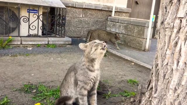 Смешной кот уговаривает кошку спуститься с дерева