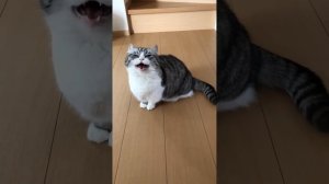 Песня про кошку Комару