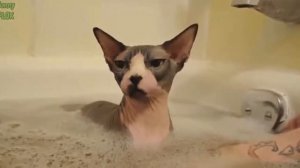 кошки МЯУ МЯУ