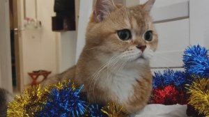 Как кот Тоша наряжал ёлку на новый год🥳🎅🎉