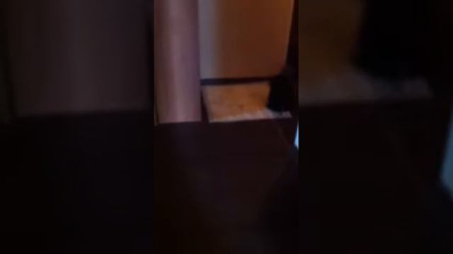 Мэсси две недели после перелома лап смотреть онлайн