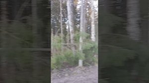 На солонец и обратно.