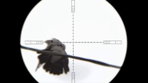 Охота на ворон. Crow hunting.