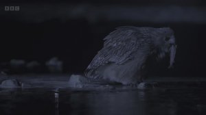 Рыбные филины охотятся и кормят потомство