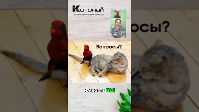 Как быстро остановить кровотечение у птички_