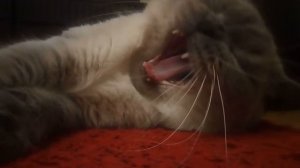 Кот зевает.