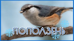Поползень