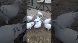 Спортивные голуби