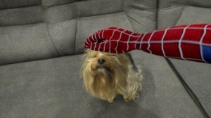 Супер ГЕРОЙ. ЧЕЛОВЕК ПАУК испугался собаку. Super HERO. SPIDER-MAN was afraid of the dog.