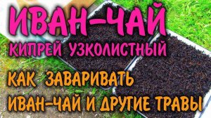 ИВАН ЧАЙ... КАК ЗАВАРИВАТЬ ИВАН-ЧАЙ И ДРУГИЕ ТРАВЫ И ДЕЛАТЬ ЛУЧШИЕ ЗАВАРЫ. Бабушкины рецепты.