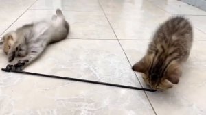 Мужчина обучает приемных котят охоте.