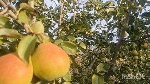 Груша Яй Гюрен, Белорусская поздняя , полукультурка Красноярский пепинчик.