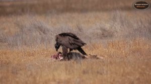 10 САМЫХ БОЛЬШИХ ЛЕТАЮЩИХ ПТИЦ В МИРЕ