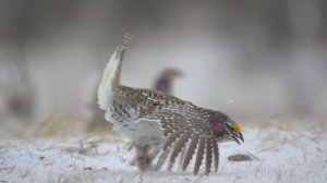 Ток острохвостых тетеревов